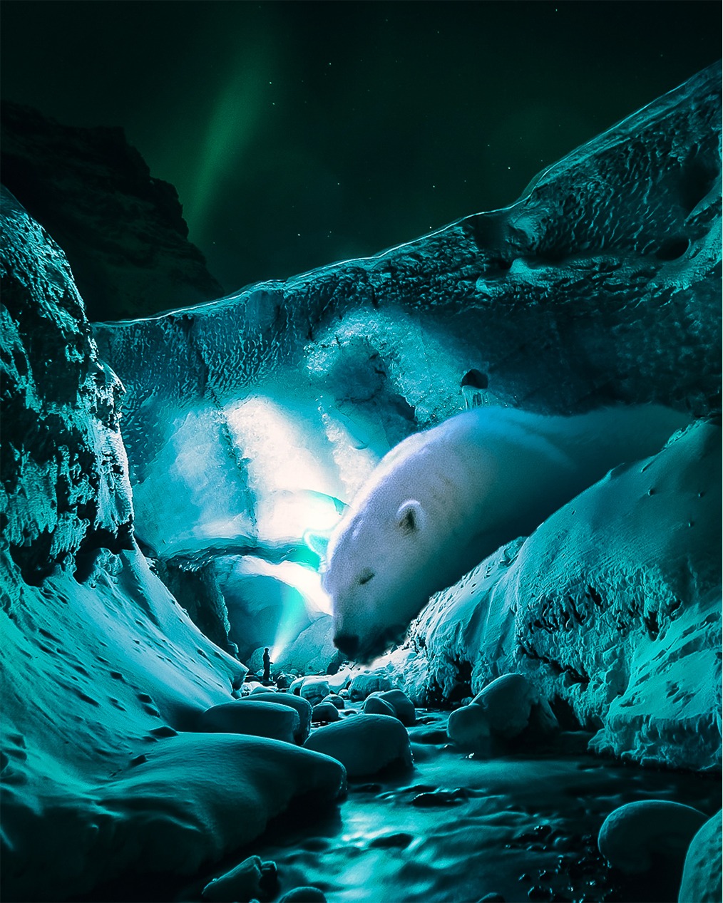 Julie Bear Light
